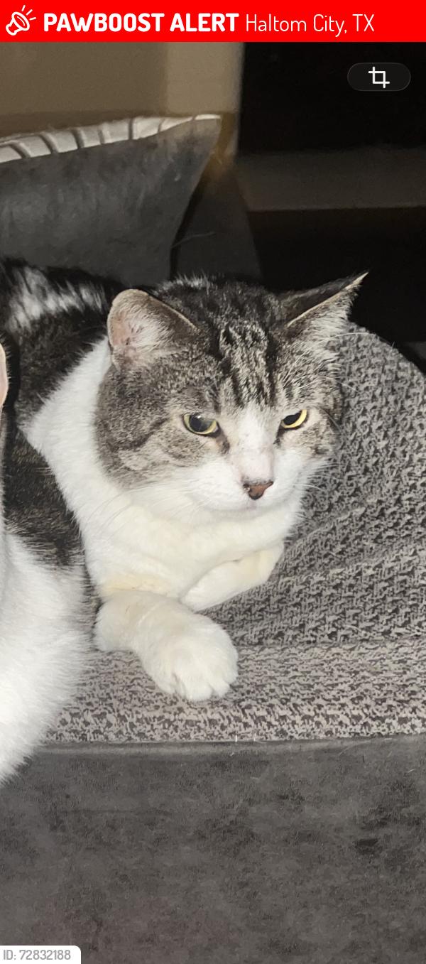 Lost Male Cat last seen Rise Fossil Creek apmts- Beach Street , Haltom City, TX 76137
