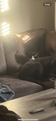 Lost Male Cat last seen Eberhart Lane, Austin, TX 78745