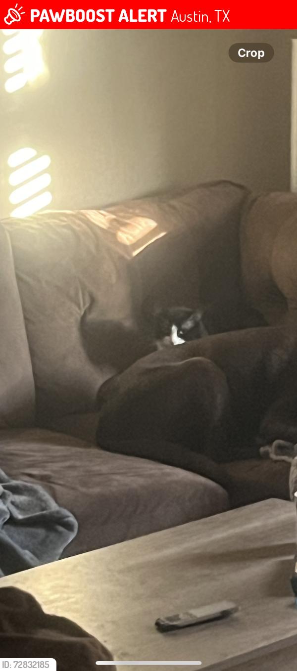 Lost Male Cat last seen Eberhart Lane, Austin, TX 78745