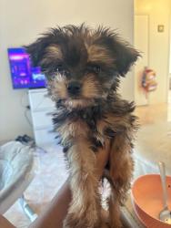 Lost Female Dog last seen SW 268TH STREET, Princeton, FL 33032
