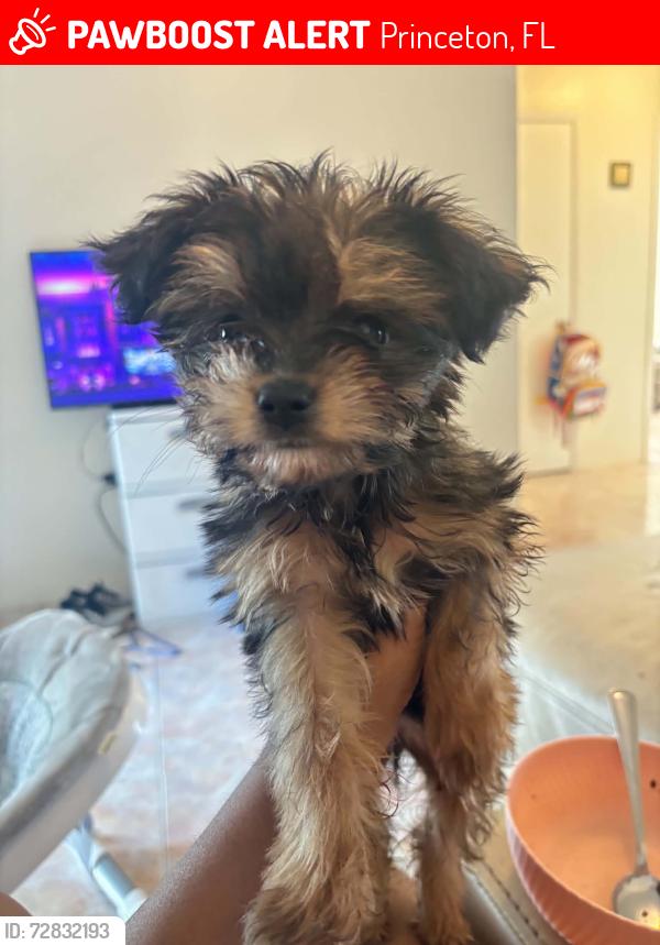 Lost Female Dog last seen SW 268TH STREET, Princeton, FL 33032