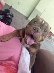 Found/Stray Female Dog last seen Bridgeford oaks neighborhood, TEMPLE TERR, FL 33637