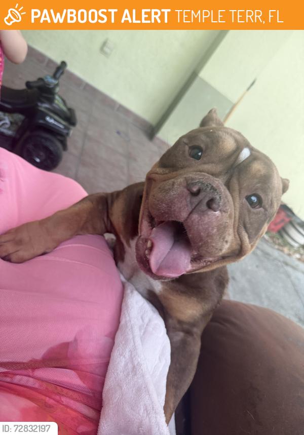 Found/Stray Female Dog last seen Bridgeford oaks neighborhood, TEMPLE TERR, FL 33637