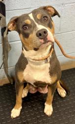 Shelter Stray Female Dog last seen Near Dresden Drive Chamblee Ga 30341, 30341, GA, Atlanta, GA 30341