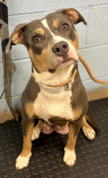 Shelter Stray Female Dog last seen Near Dresden Drive Chamblee Ga 30341, 30341, GA, Atlanta, GA 30341