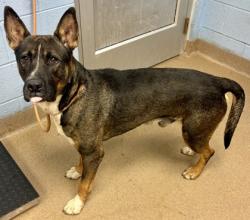 Shelter Stray Male Dog last seen Near RED MAPLE LANE, 30058, GA, Atlanta, GA 30341