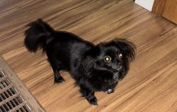 Lost Female Dog last seen 96th street and Ainsworth, Tacoma, WA 98444