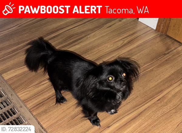 Lost Female Dog last seen 96th street and Ainsworth, Tacoma, WA 98444