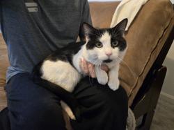 Found/Stray Male Cat last seen Larson Glenn Park, Northglenn, CO 80233
