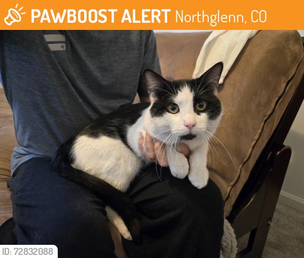 Found/Stray Male Cat last seen Larson Glenn Park, Northglenn, CO 80233