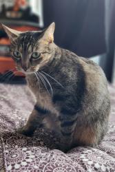 Lost Female Cat last seen Aster Lane and Anyhow Dr, Aubrey, TX 76227