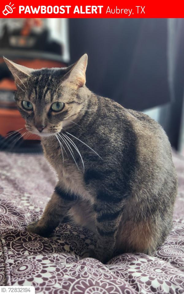 Lost Female Cat last seen Aster Lane and Anyhow Dr, Aubrey, TX 76227