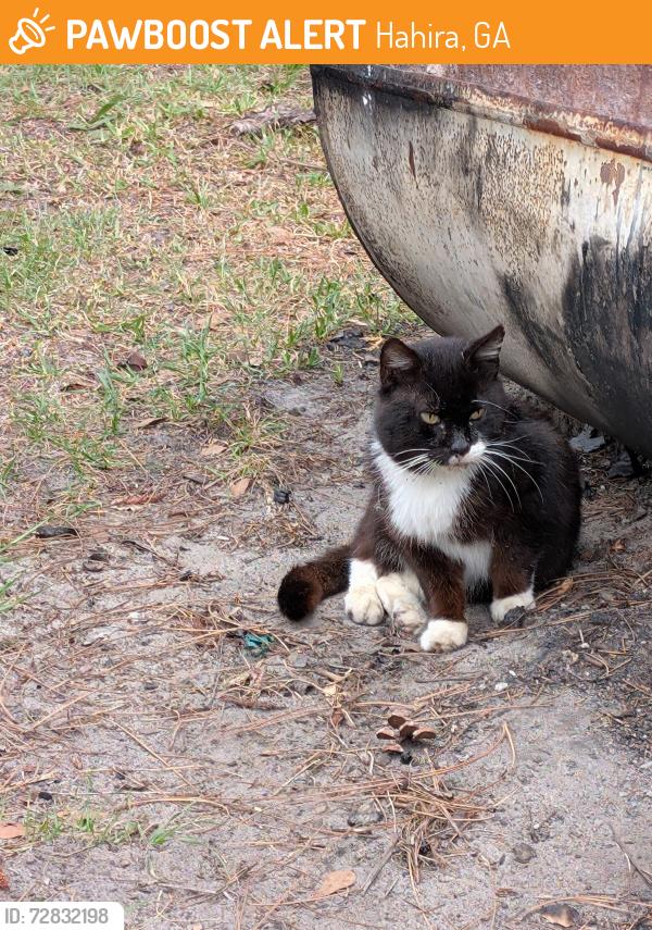 Found/Stray Unknown Cat last seen Near Futch Road , Hahira, GA 31632