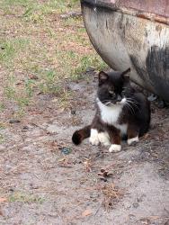 Found/Stray Unknown Cat last seen Near Futch Road , Hahira, GA 31632