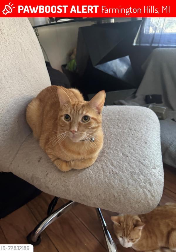Lost Male Cat last seen Colgate ST, Farmington Hills 48336, Farmington Hills, MI 48336