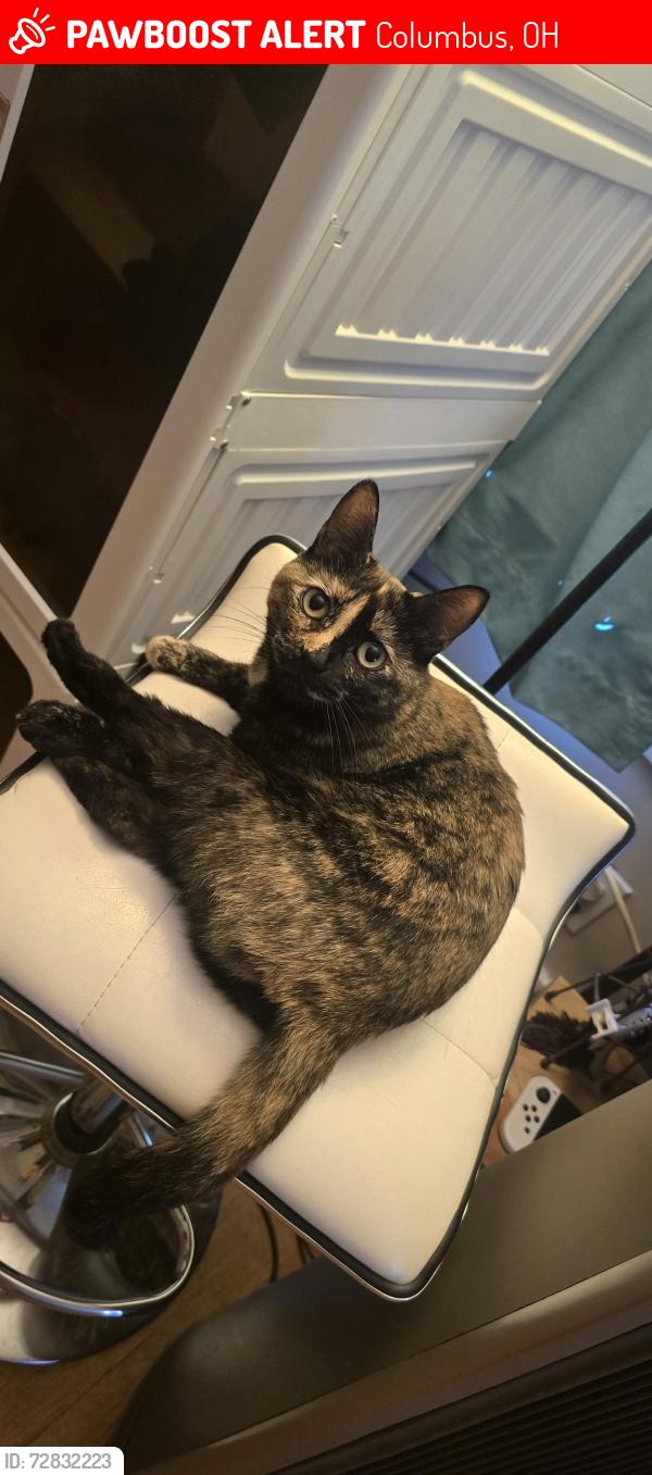 Lost Female Cat last seen Hilltop, Columbus, OH 43204