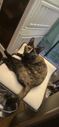Lost Female Cat last seen Hilltop, Columbus, OH 43204