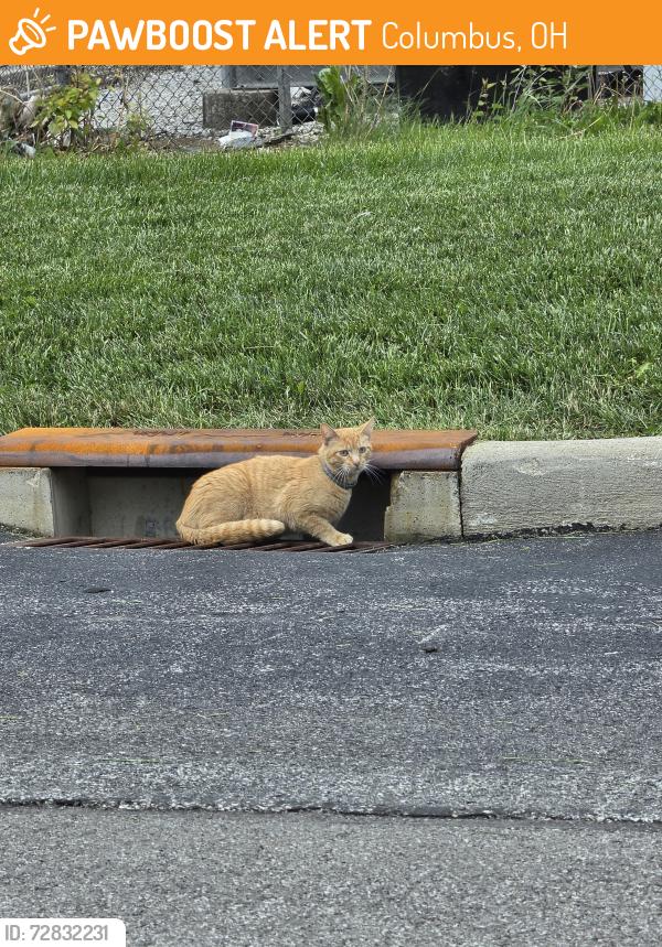 Found/Stray Male Cat last seen MidOhio Market, Columbus, OH 43228