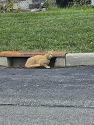 Found/Stray Male Cat last seen MidOhio Market, Columbus, OH 43228