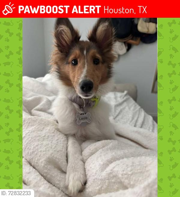 Lost Female Dog last seen Partnership Way Katy TX, Houston, TX 77449