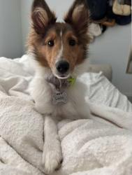 Lost Female Dog last seen Partnership Way Katy TX, Houston, TX 77449