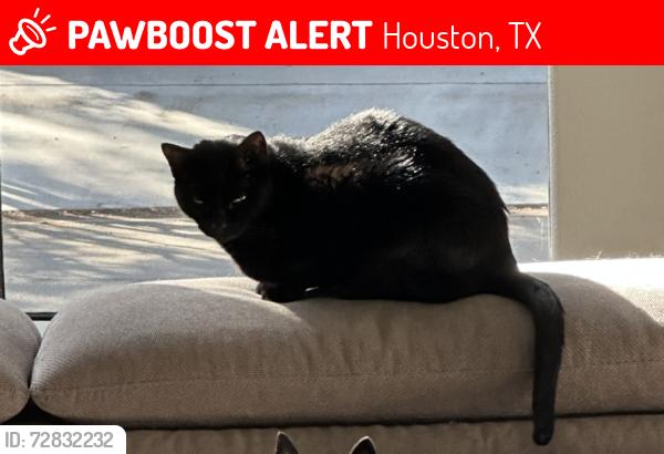Lost Male Cat last seen Vermont and Woodhead, Houston, TX 77019