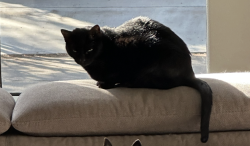 Lost Male Cat last seen Vermont and Woodhead, Houston, TX 77019