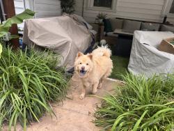 Found/Stray Unknown Dog last seen Alston st, Nashville NC , Nashville, NC 27856