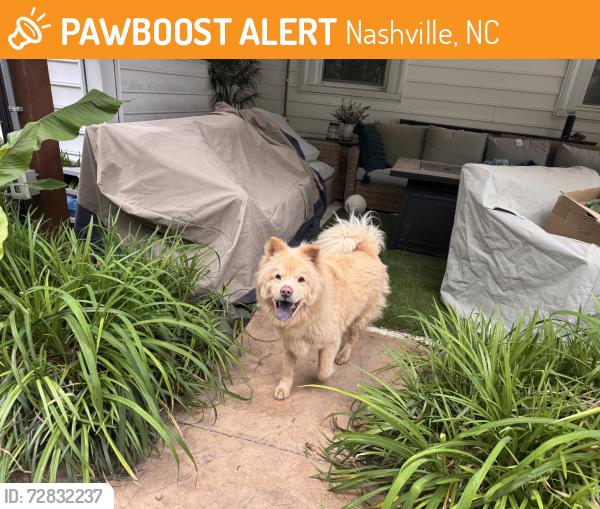 Found/Stray Unknown Dog last seen Alston st, Nashville NC , Nashville, NC 27856