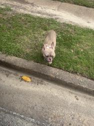 Found/Stray Female Dog last seen Hickory hill, Memphis, TN 38141