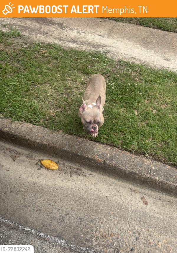 Found/Stray Female Dog last seen Hickory hill, Memphis, TN 38141