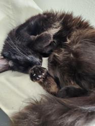 Lost Female Cat last seen N Columbia Blvd , Portland, OR 97203