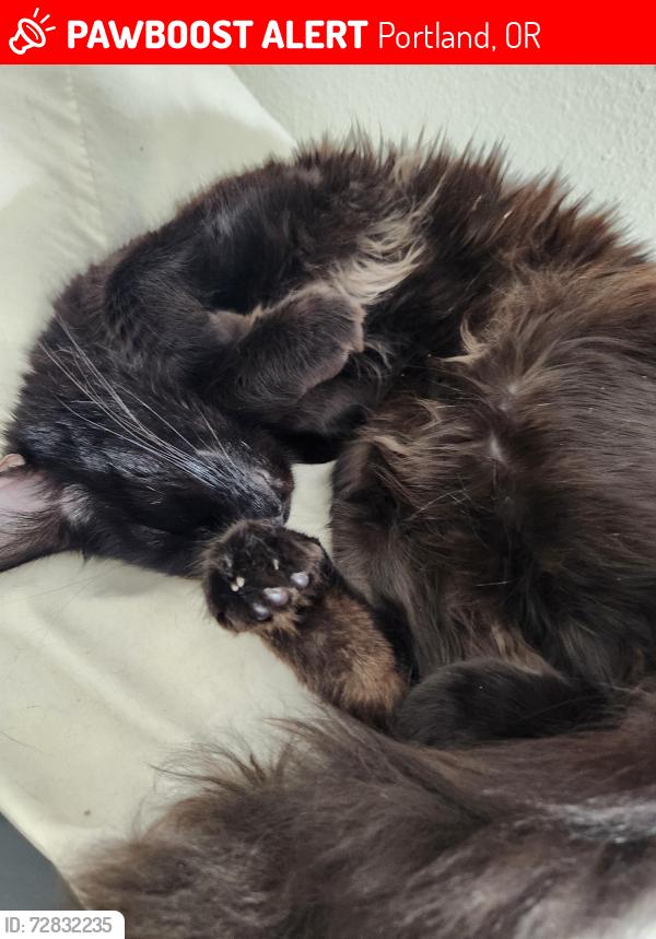 Lost Female Cat last seen N Columbia Blvd , Portland, OR 97203