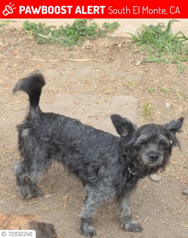 Lost Female Dog last seen Shmidt rd & Santa Anita, South El Monte, CA 91733