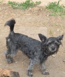 Lost Female Dog last seen Shmidt rd & Santa Anita, South El Monte, CA 91733