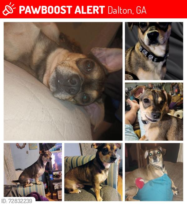 Lost Male Dog last seen Eastbrook Middle School, Dalton, GA 30721