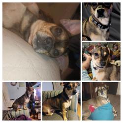 Lost Male Dog last seen Eastbrook Middle School, Dalton, GA 30721