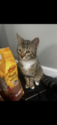Lost Male Cat last seen Ridgefield rd, Dale City, VA 22193