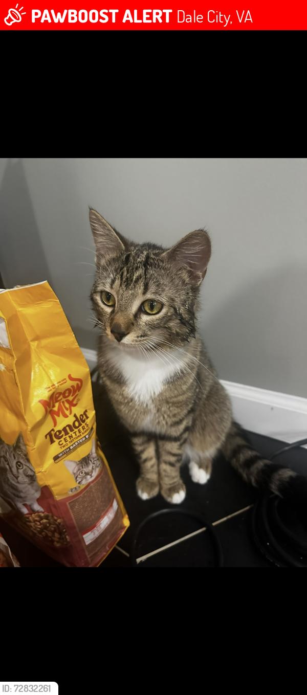 Lost Male Cat last seen Ridgefield rd, Dale City, VA 22193