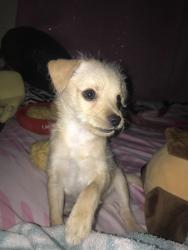 Lost Female Dog last seen Trail ests Unit, Yuma, AZ 85365
