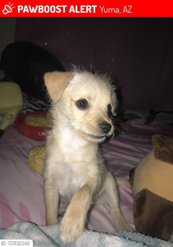 Lost Female Dog last seen Trail ests Unit, Yuma, AZ 85365