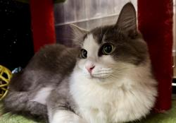 Lost Male Cat last seen Dimond Blvd and Northwood st, Anchorage, AK 99502