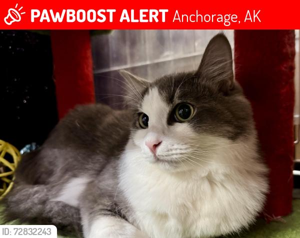 Lost Male Cat last seen Dimond Blvd and Northwood st, Anchorage, AK 99502