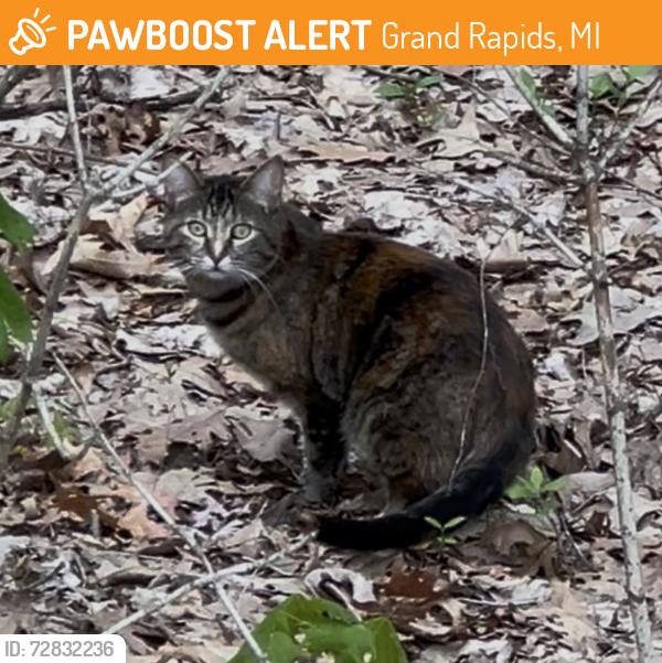 Found/Stray Unknown Cat last seen Cascade and Pine Park , Grand Rapids, MI 49546