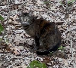 Found/Stray Unknown Cat last seen Cascade and Pine Park , Grand Rapids, MI 49546