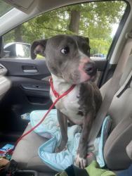 Found/Stray Female Dog last seen St.Elmo dog park across from cemetery, Chattanooga, TN 37409