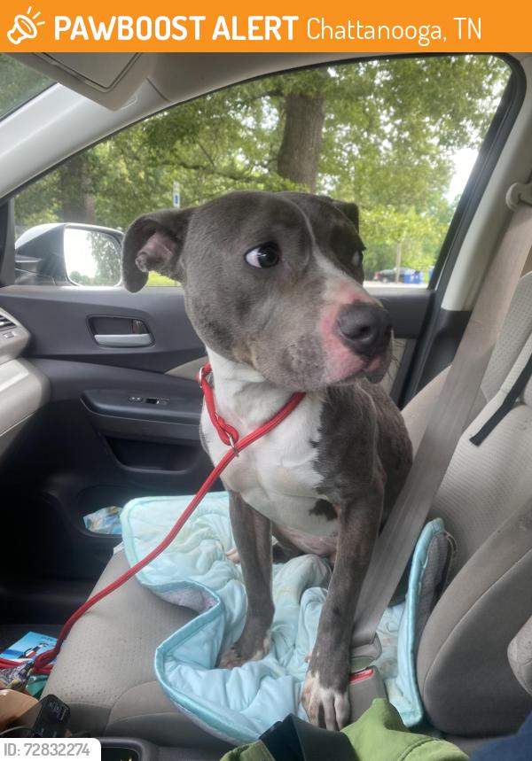 Found/Stray Female Dog last seen St.Elmo dog park across from cemetery, Chattanooga, TN 37409