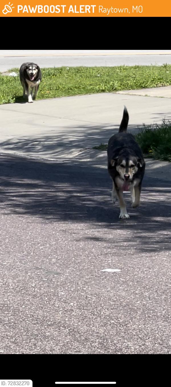 Found/Stray Unknown Dog last seen 87th & Stark Ave, Raytown, MO 64138
