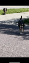 Found/Stray Unknown Dog last seen 87th & Stark Ave, Raytown, MO 64138
