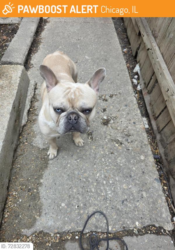 Found/Stray Male Dog last seen Near and maplewood, Chicago, IL 60629